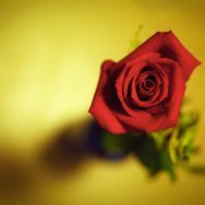 rose rose